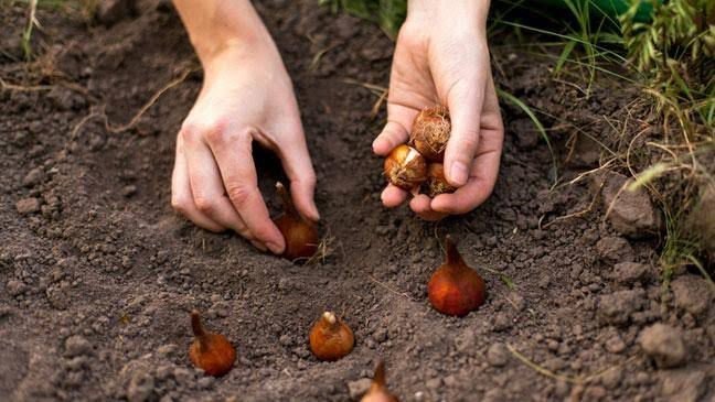 Planting the seeds | how to grow tulips from seeds