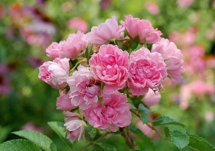 Japanese rose | Flowers that look like roses