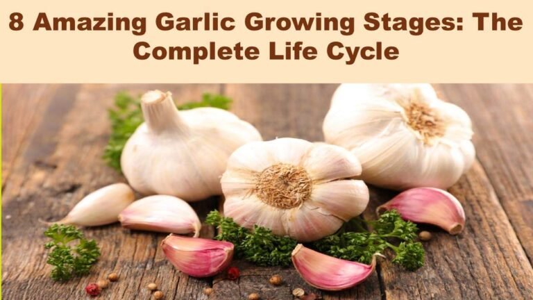 8 Amazing Garlic Growing Stages: The Complete Life Cycle