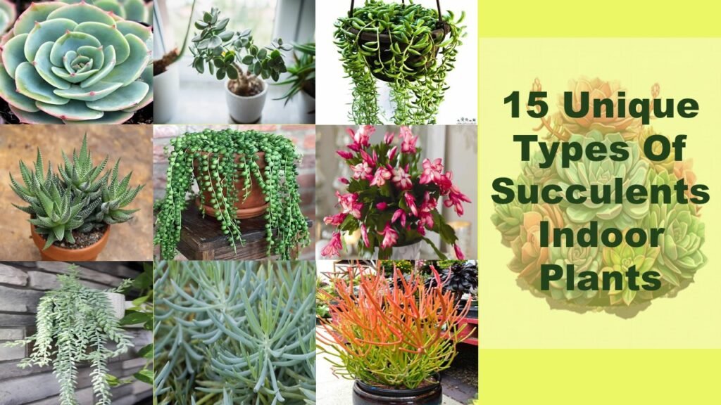 15 Unique Types Of Succulents Indoor Plants