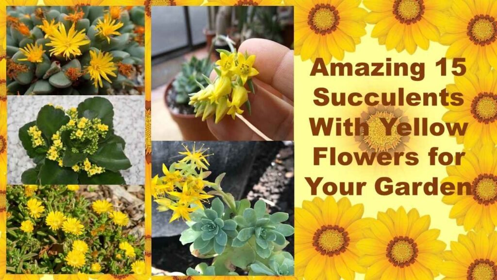 Amazing 15 Succulents With Yellow Flowers for Your Garden