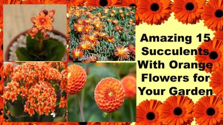 15 Amazing Succulent with Orange Flowers
