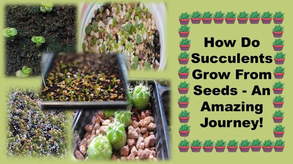 How Do Succulents Grow From Seeds - An Amazing Journey!
