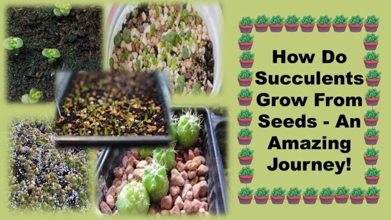 How Do Succulents Grow From Seeds – An Amazing Journey!