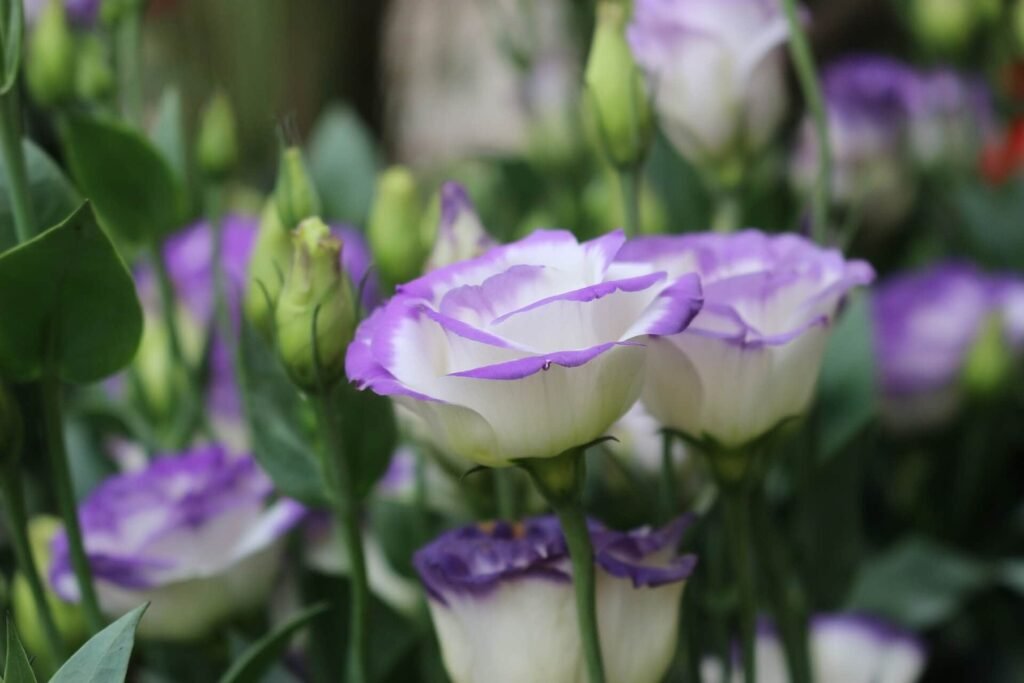 Lisianthus | Flowers that look like roses
