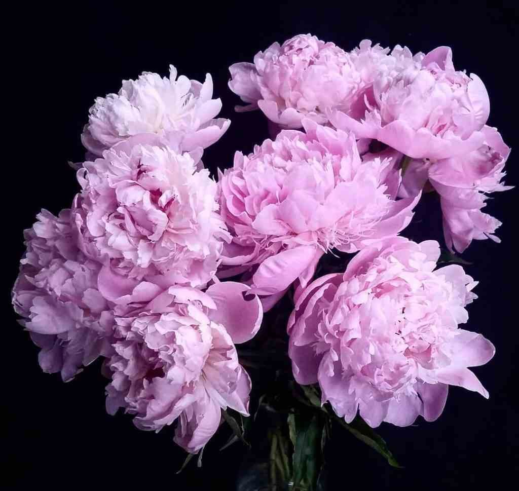 Peonies | Flowers that look like roses