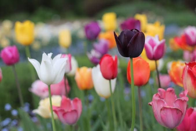 Tulips |  grow tulips from seeds