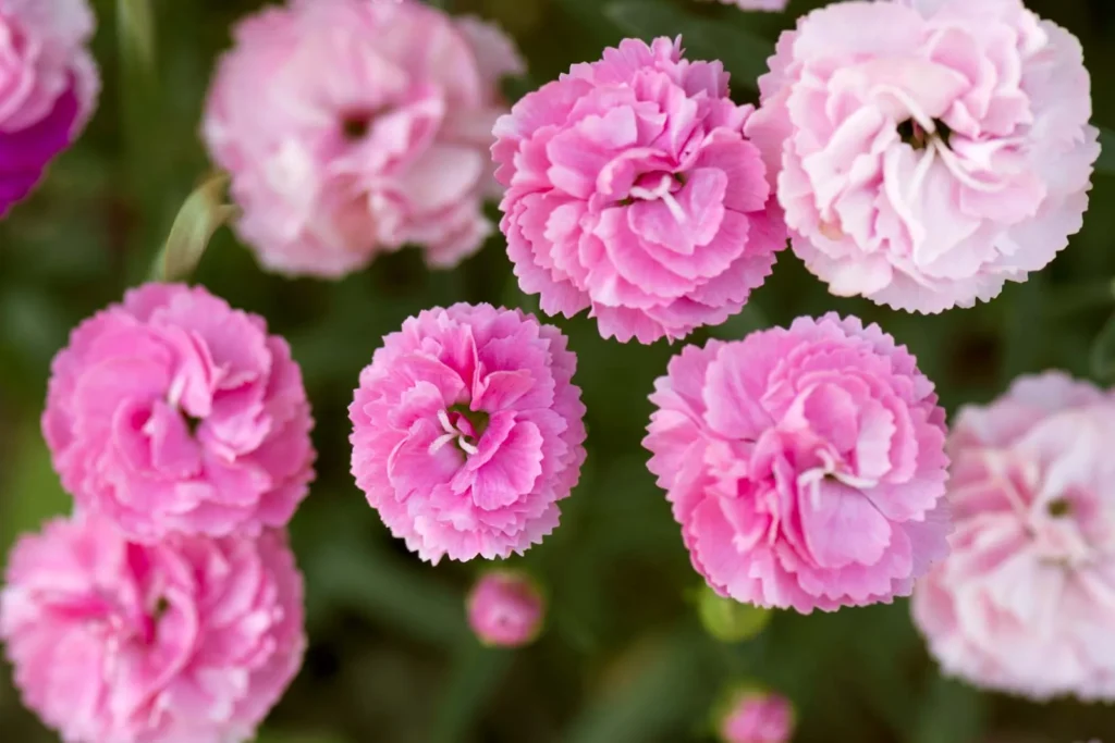 Carnation | Flowers that look like roses
