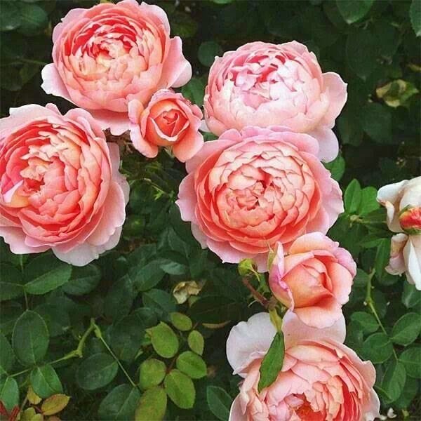 Cabbage rose | Flowers that look like roses
