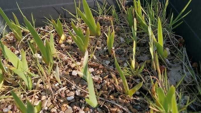 After the seeds germinate | grow tulips from seeds