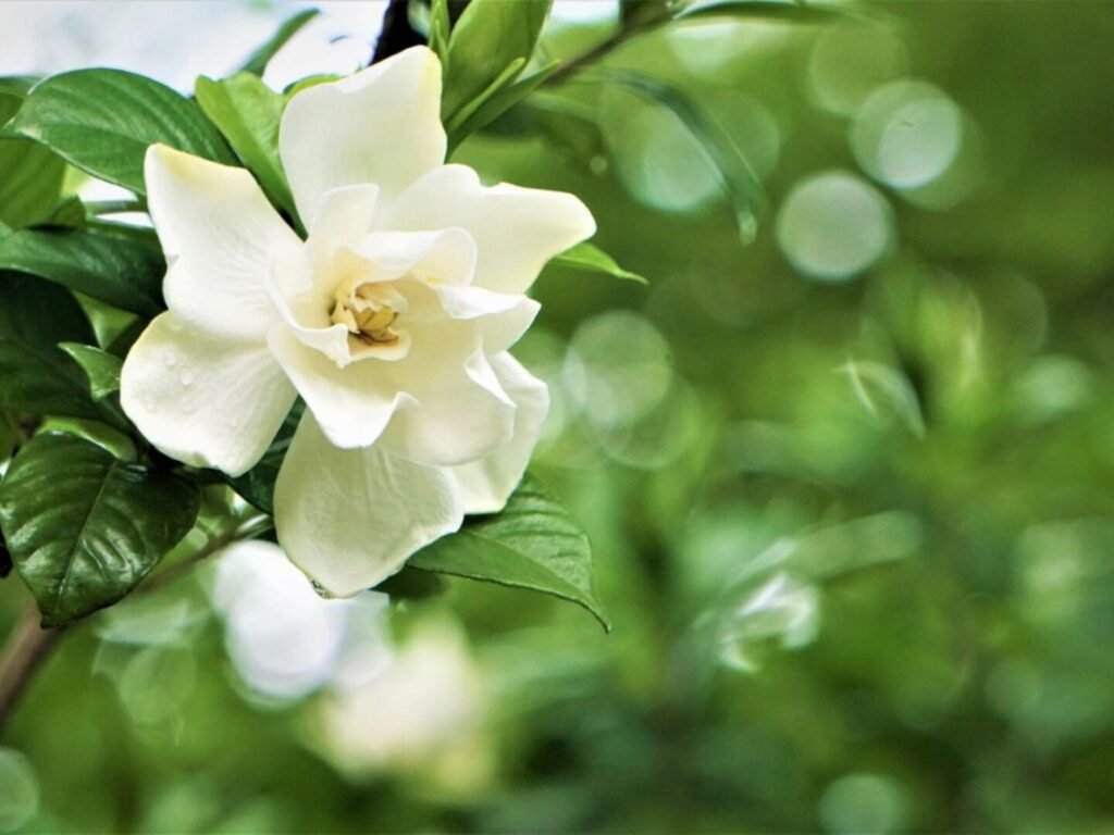 Gardenia | Flowers that look like roses