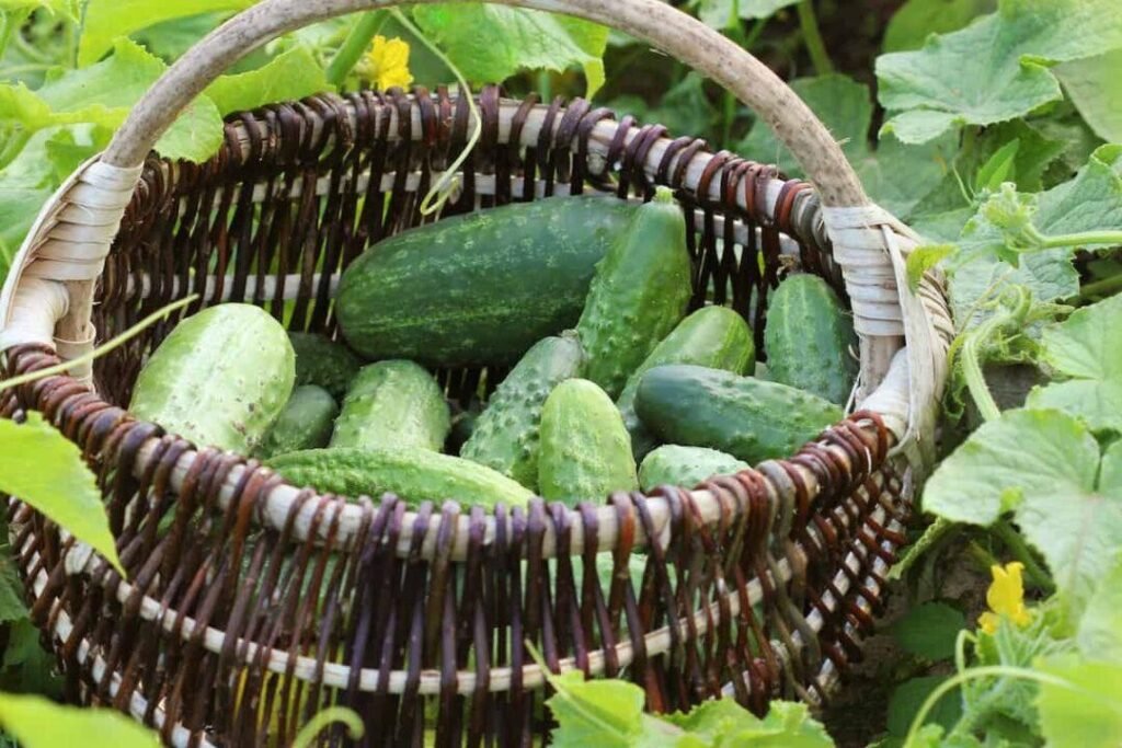 Harvest | cucumber growing stages