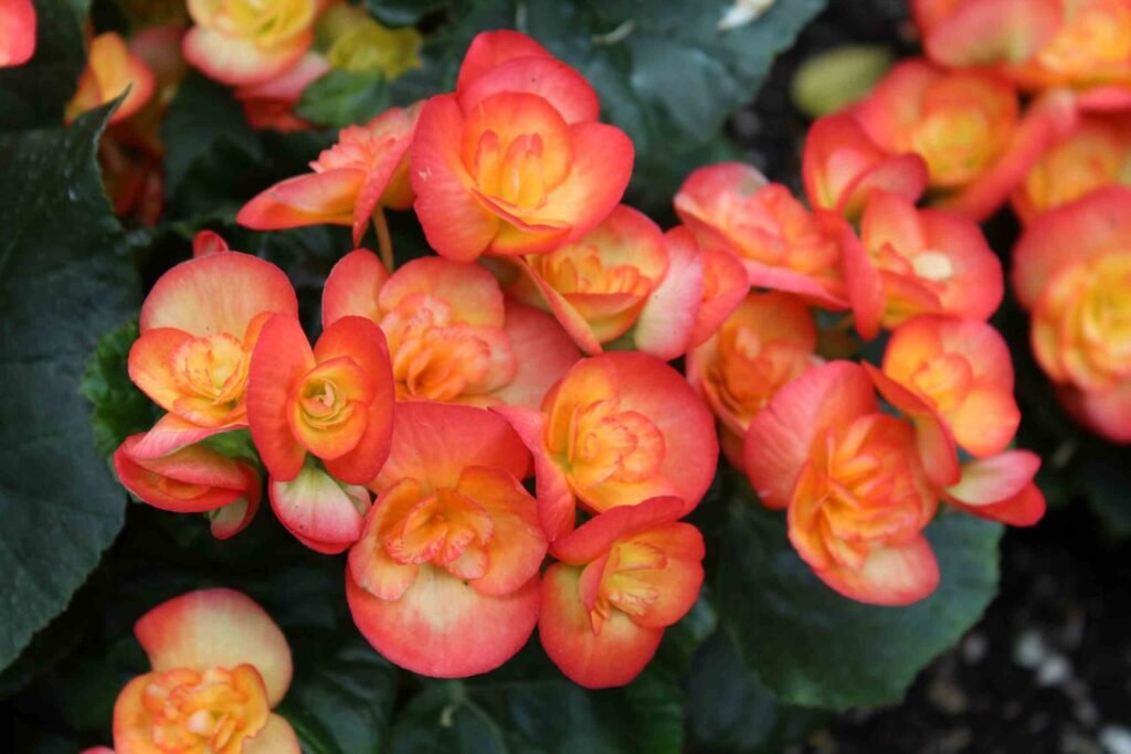 Begonia | Flowers that look like roses