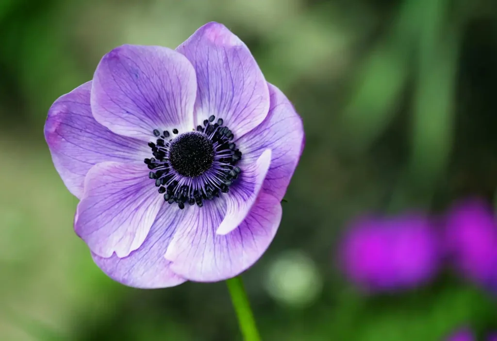 Anemone | Flowers that look like roses