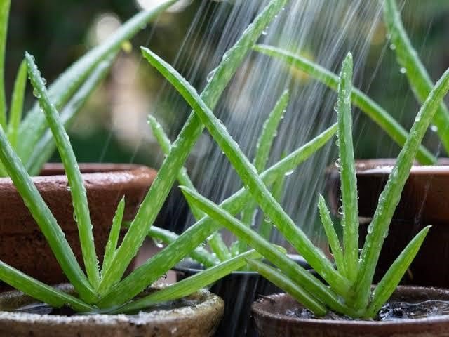 Watering| how to propagate aloe vera without roots