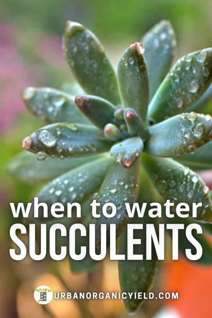 When to water succulents | How long can succulents go without water