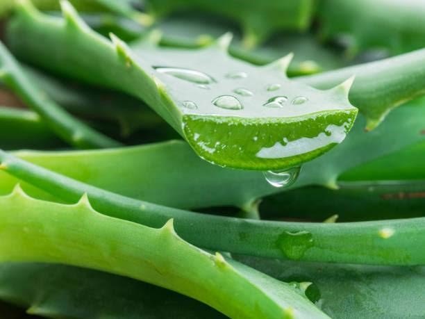 Aloe vera | how to propagate aloe vera without roots