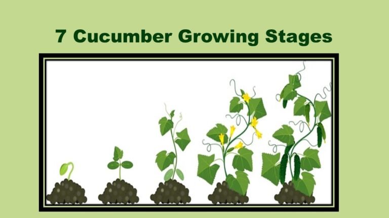  7 Cucumber Growing Stages- Amazing Life Cycle of A Cucumber
