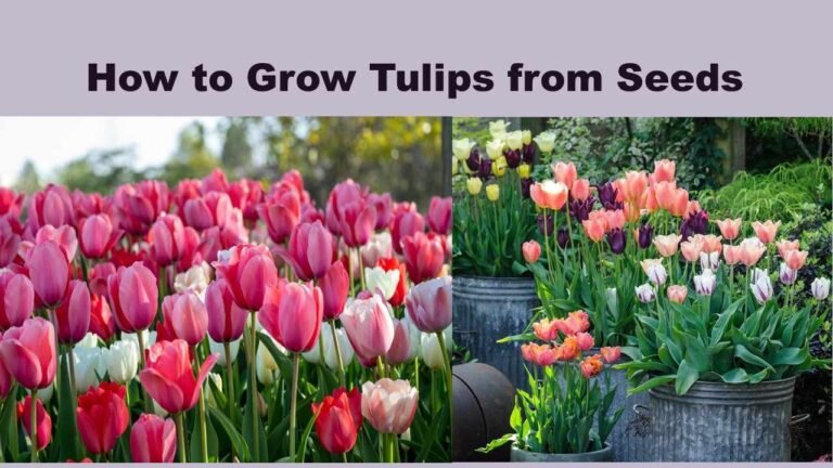 How to Grow Tulips from Seeds? – Easy Step-by-Step Guide