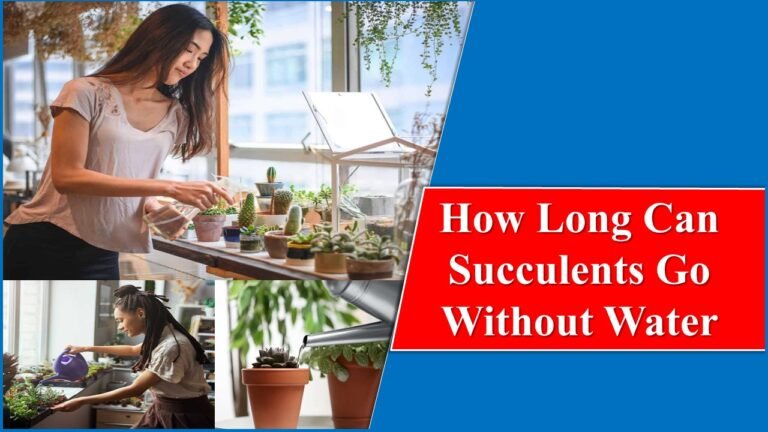 How Long Can Succulents Go Without Water – Let’s Find Out!