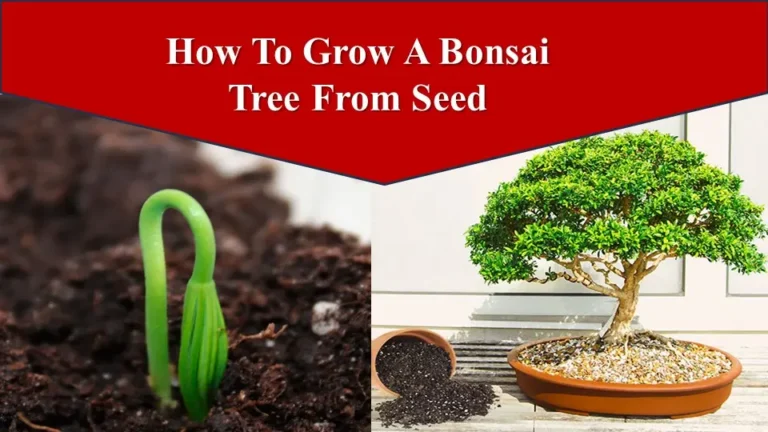  Mastering The Art How To Grow A Bonsai Tree From Seed 