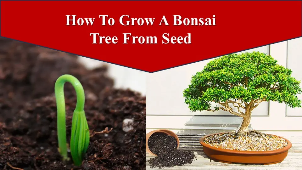 How To Grow A Bonsai Tree From Seed