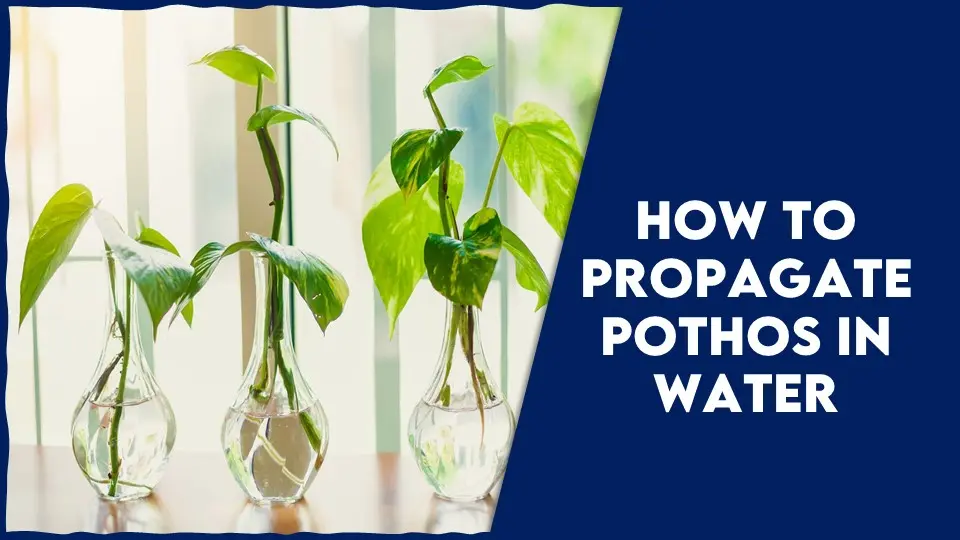 How To Propagate Pothos In Water