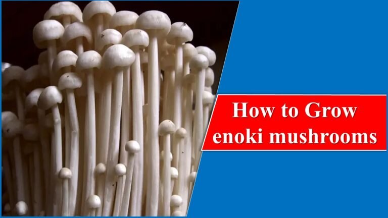 How to Grow Enoki Mushrooms: The Ultimate Guide