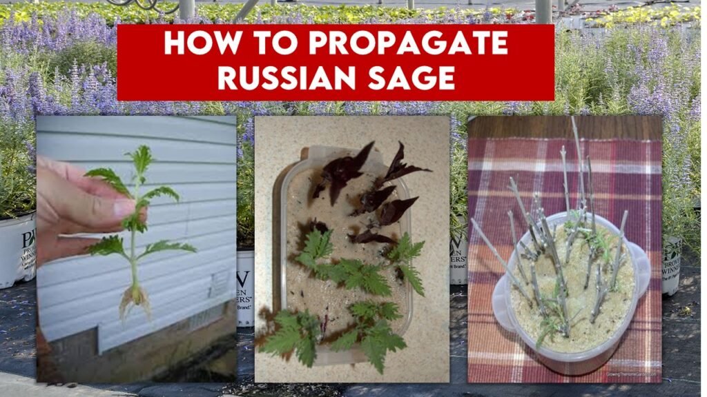 How to Propagate Russian Sage