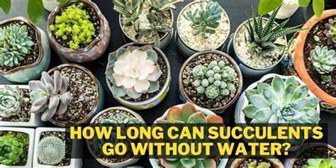 how long can succulents go without water | how long can succulents go without water