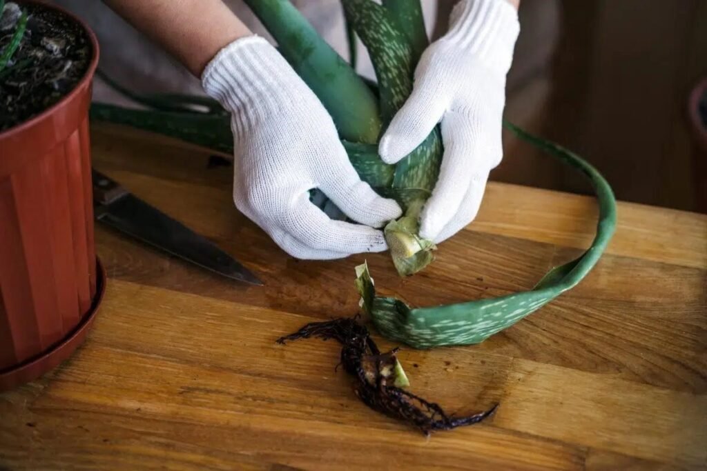 Remove the pups| how to propagate aloe vera without roots