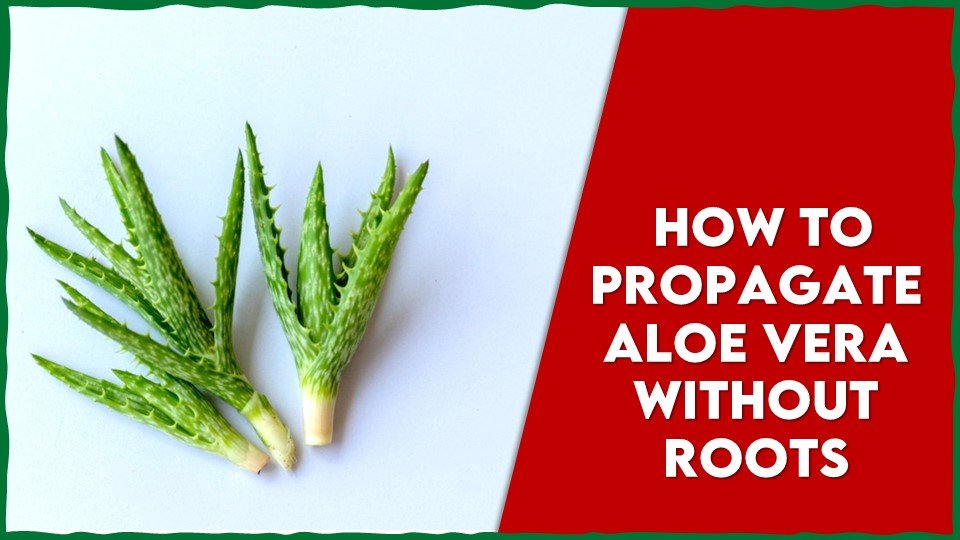how to propagate aloe vera without roots