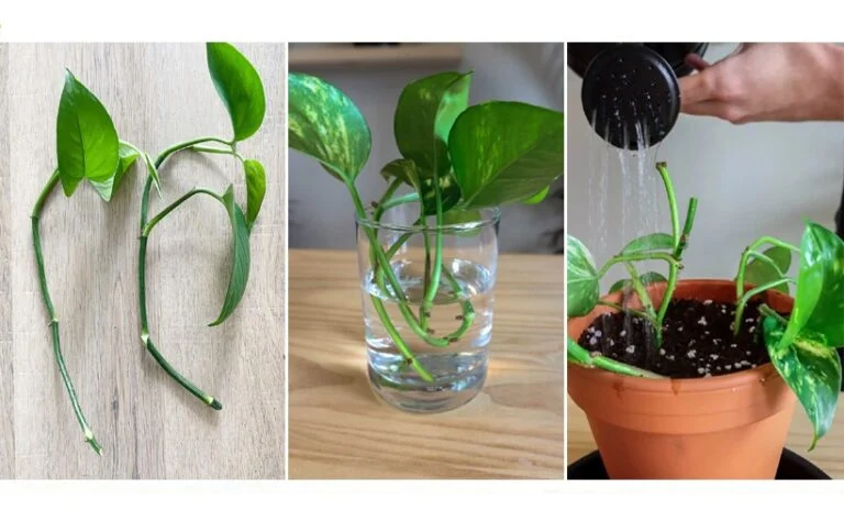 how to propogate pothos in water | how to prpopogate pothos in water