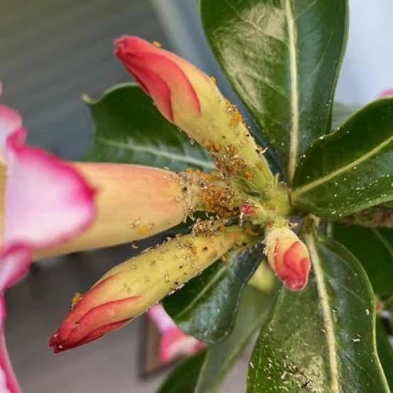 Mites on Desert Rose Plant| Plant Care Today