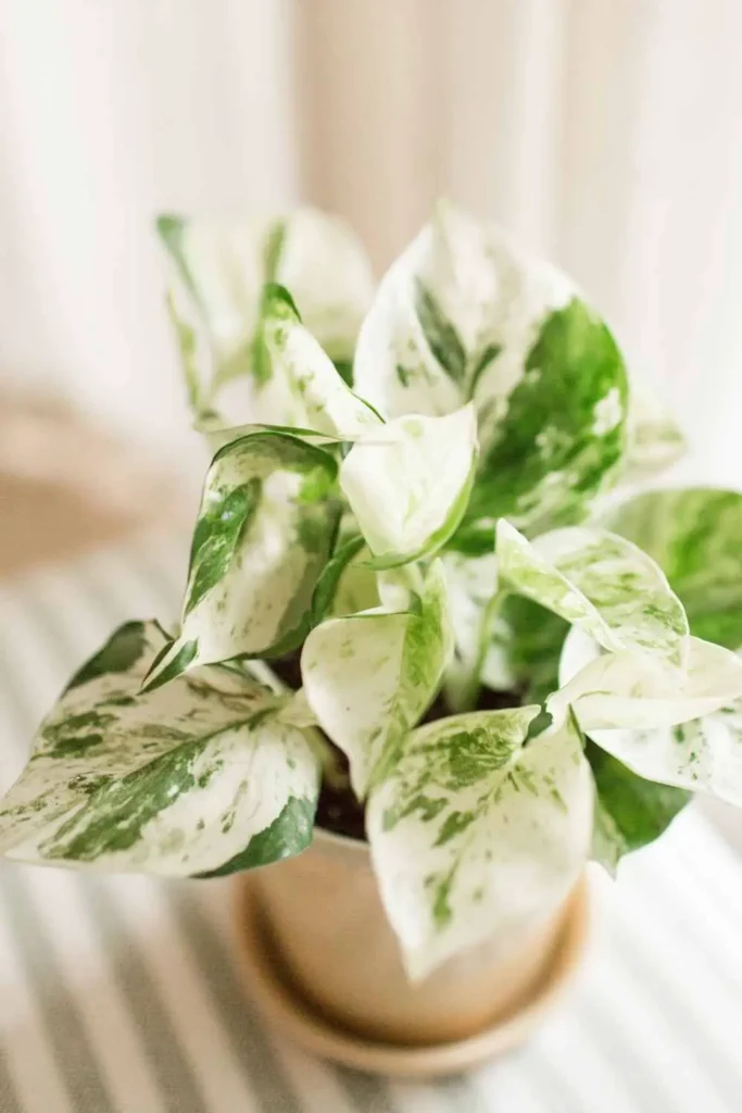 pearls and jade pothos | how to propogate pothos in water