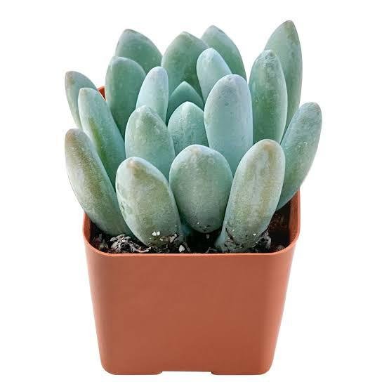 x Pachyveria ' Clavifolia' | easiest succulents to propagate