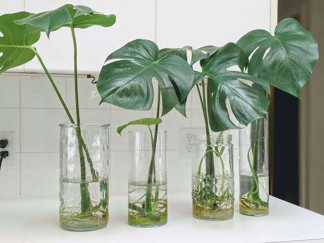 Propagation of monstera in water| how to propagate monstera in water