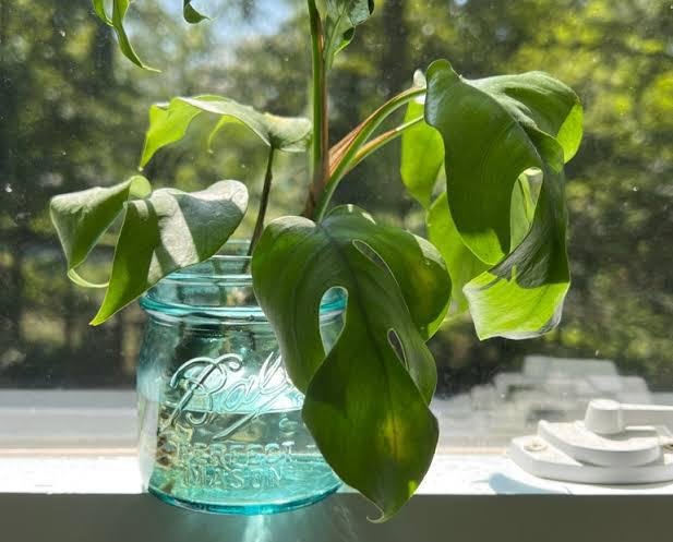 Propagation of mini monstera in water| how to propagate monstera in water