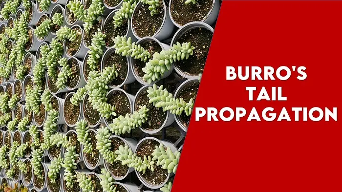 Ultimate Guide For: Burro’s Tail Propagation In Simple Steps
