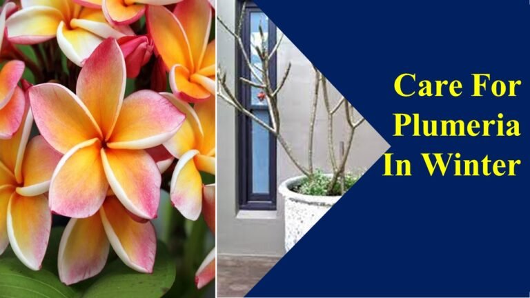 How To Care For Plumeria In Winter: Productive way