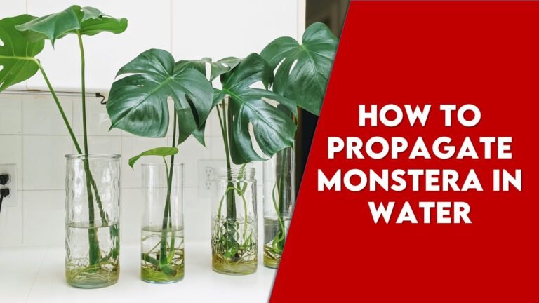  How To Propagate Monstera In Water : A Comprehensive Guide