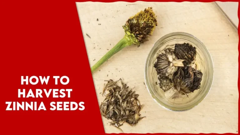 An Amazing Guide for How to Harvest Zinnia Seeds