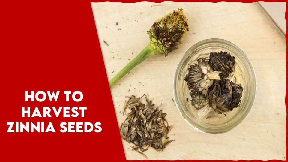 How to Harvest Zinnia Seeds