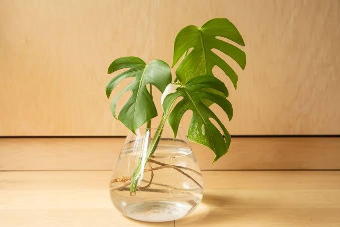 Propagation of monstera deliciosa in water| how to propagate monstera in water