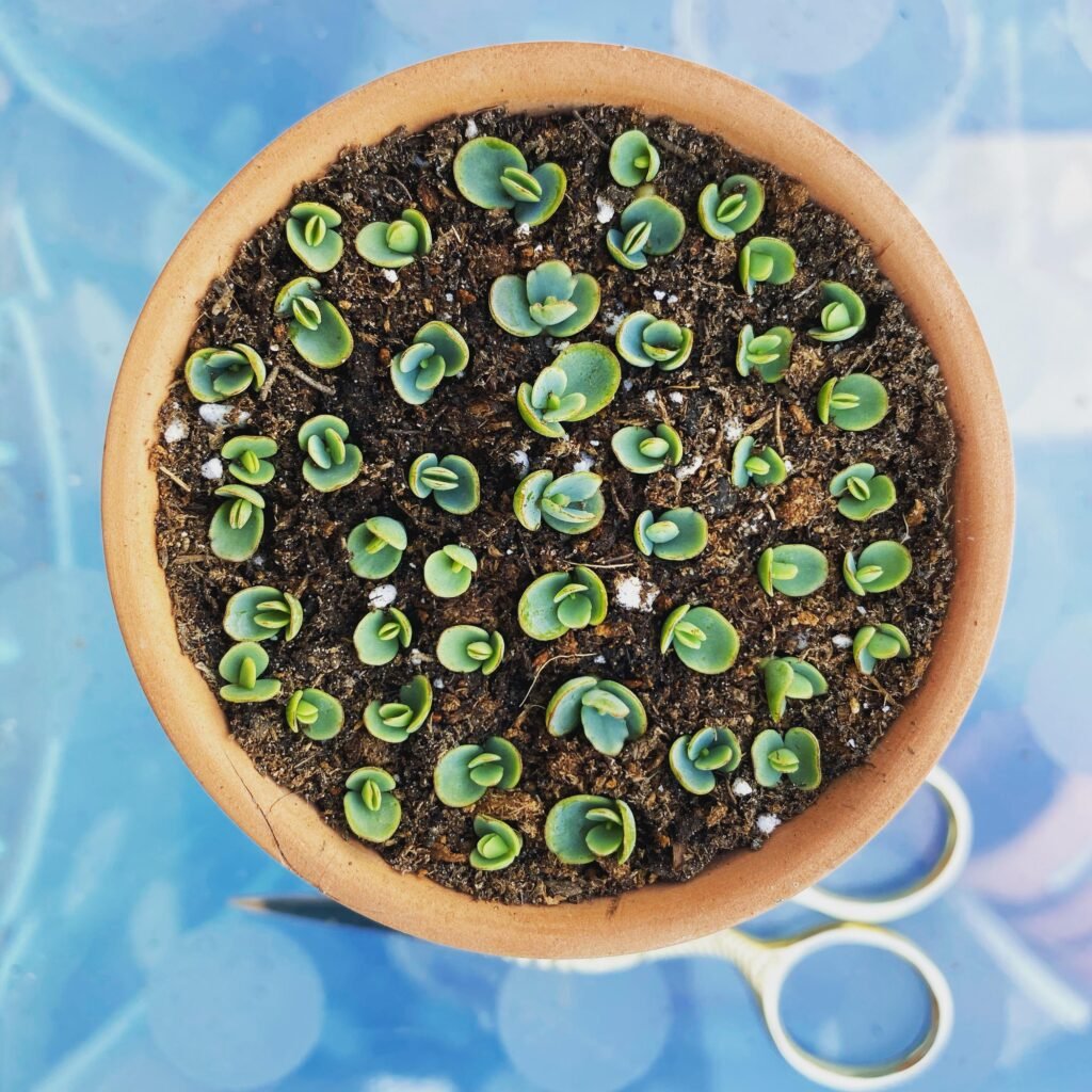 propagation for Mother Of Thousands - How To Care for mother of thousands plant
