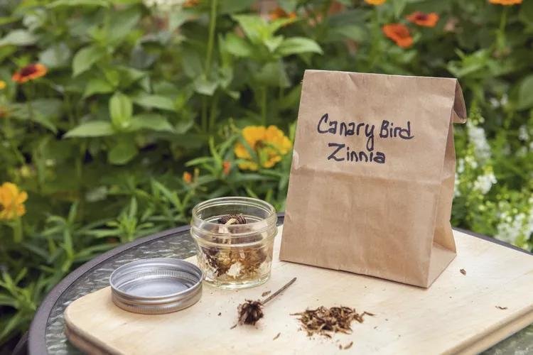 How to harvest and store zinnia seeds| how to harvest zinnia seeds