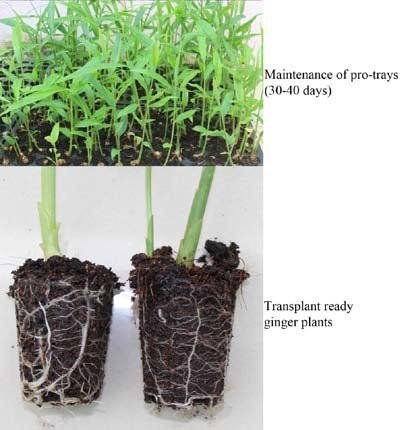Transplanting in Ginger | Research Gate 