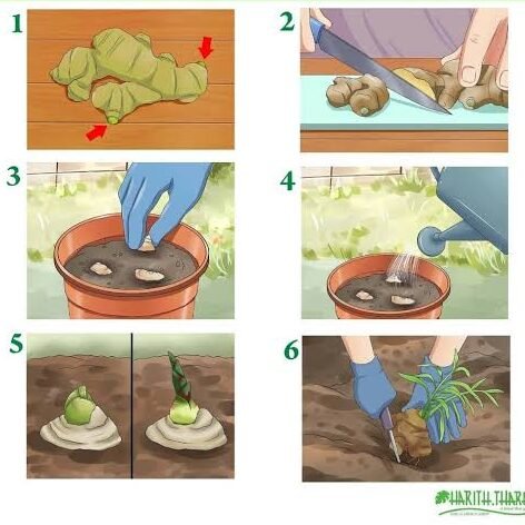 How to Grow Ginger in Florida: steps | Harith Tharang