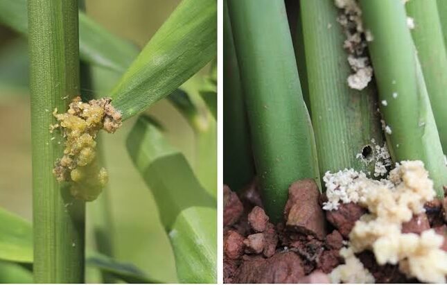 Shoot Borer of Turmeric | Wiley Online Library
