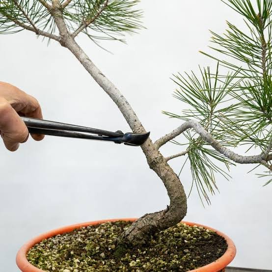 How to Bonsai a Pine Tree from Cuttings | Bonsai Tonight